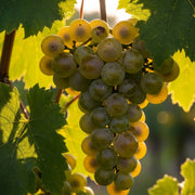 Cluster of ripe green Muscat of Alexandria grapes hanging from a vine, surrounded by lush green leaves, with sunlight filtering through.